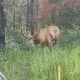 Moose Testicles