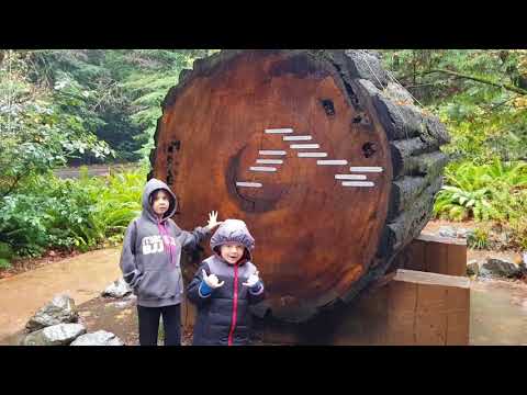 Vlog #21 - Down the West-Coast - Seattle to San Diego - Redwoods and Yosemite